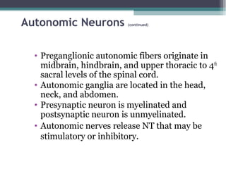 Autonomic Neurons (continued)
• Preganglionic autonomic fibers originate in
midbrain, hindbrain, and upper thoracic to 4th
sacral levels of the spinal cord.
• Autonomic ganglia are located in the head,
neck, and abdomen.
• Presynaptic neuron is myelinated and
postsynaptic neuron is unmyelinated.
• Autonomic nerves release NT that may be
stimulatory or inhibitory.
 
