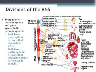 Divisions of the ANS
• Sympathetic
nervous system
and para-
sympathetic
nervous system:
▫ Both have
preganglionic
neurons that
originate in
CNS.
▫ Both have
postganglionic
neurons that
originate outside
of the CNS in
ganglia.
 