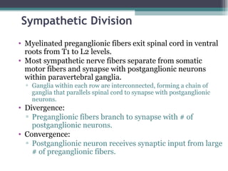 Sympathetic Division
• Myelinated preganglionic fibers exit spinal cord in ventral
roots from T1 to L2 levels.
• Most sympathetic nerve fibers separate from somatic
motor fibers and synapse with postganglionic neurons
within paravertebral ganglia.
▫ Ganglia within each row are interconnected, forming a chain of
ganglia that parallels spinal cord to synapse with postganglionic
neurons.
• Divergence:
▫ Preganglionic fibers branch to synapse with # of
postganglionic neurons.
• Convergence:
▫ Postganglionic neuron receives synaptic input from large
# of preganglionic fibers.
 