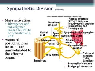Sympathetic Division (continued)
• Mass activation:
▫ Divergence and
convergence
cause the SNS to
be activated as a
unit.
• Axons of
postganglionic
neurons are
unmyelinated to
the effector
organ.
 