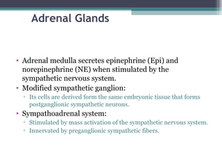 Adrenal Glands
• Adrenal medulla secretes epinephrine (Epi) and
norepinephrine (NE) when stimulated by the
sympathetic nervous system.
• Modified sympathetic ganglion:
▫ Its cells are derived form the same embryonic tissue that forms
postganglionic sympathetic neurons.
• Sympathoadrenal system:
▫ Stimulated by mass activation of the sympathetic nervous system.
▫ Innervated by preganglionic sympathetic fibers.
 