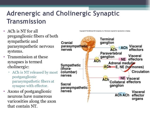 The autonomic nervous system