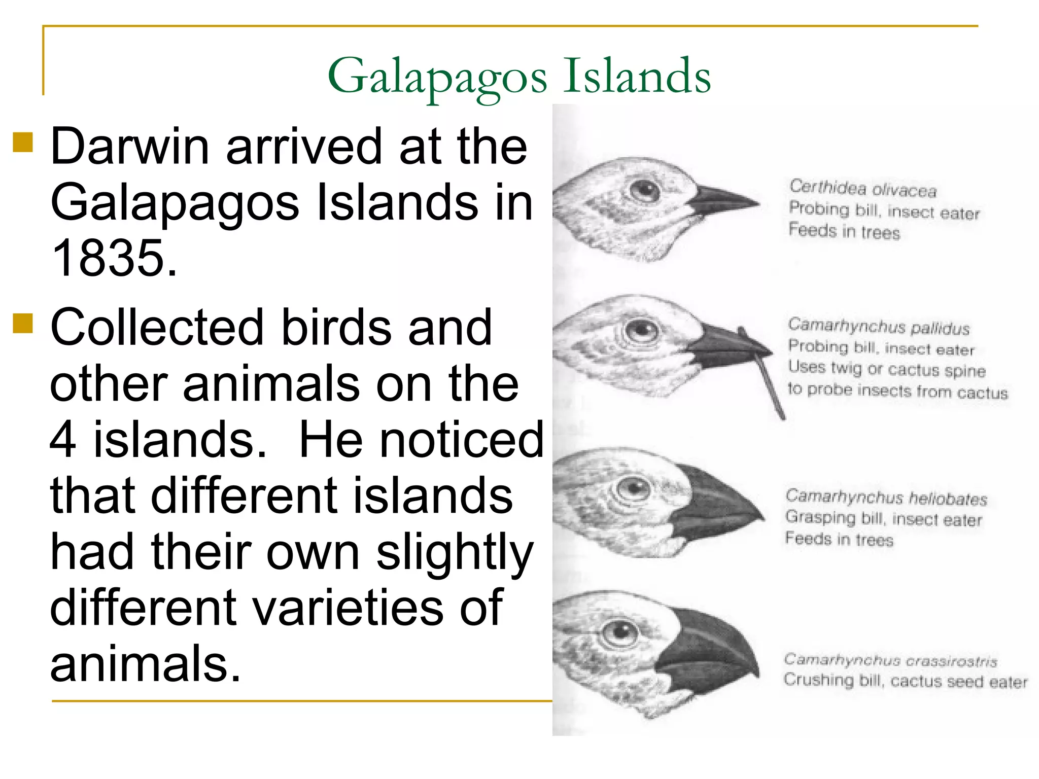 Galapagos Islands Darwin arrived at the Galapagos Islands in 1835. Collected birds and other animals on the 4 islands. He noticed that different islands had their own slightly different varieties of animals.