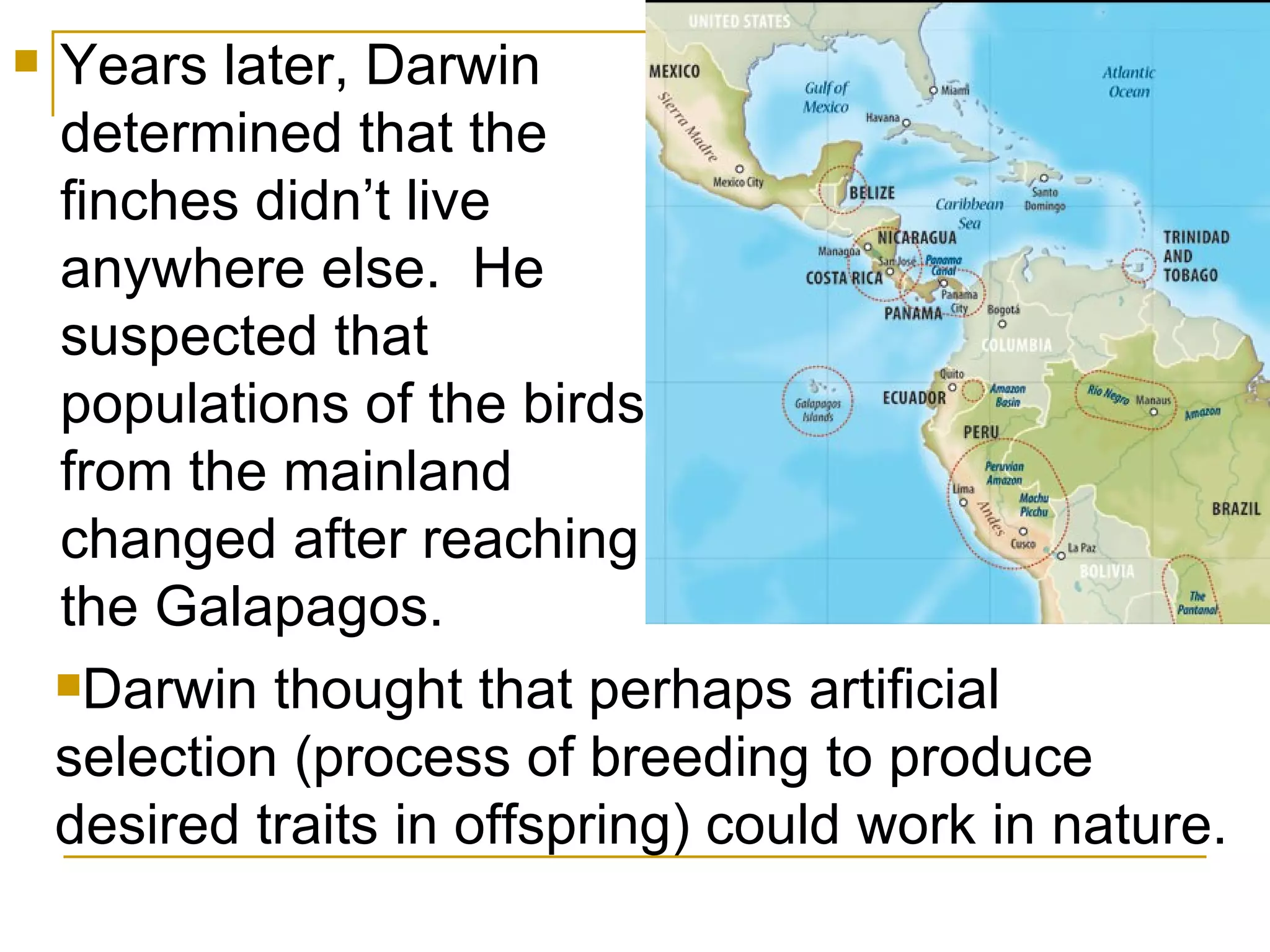 Years later, Darwin determined that the finches didn’t live anywhere else. He suspected that populations of the birds from the mainland changed after reaching the Galapagos. Darwin thought that perhaps artificial selection (process of breeding to produce desired traits in offspring) could work in nature.