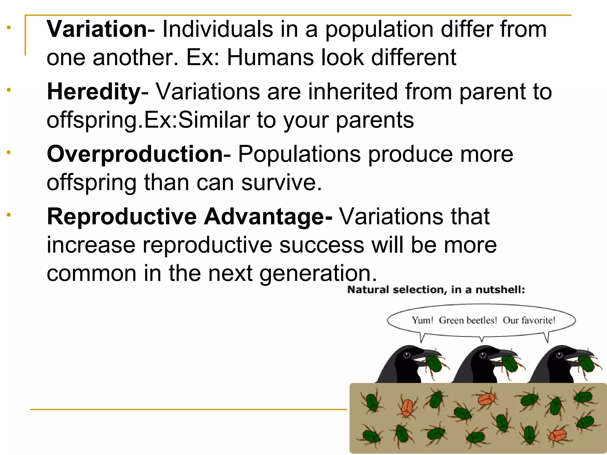 Variation - Individuals in a population differ from one another. Ex: Humans look different Heredity - Variations are inherited from parent to offspring.Ex:Similar to your parents Overproduction - Populations produce more offspring than can survive. Reproductive Advantage- Variations that increase reproductive success will be more common in the next generation.