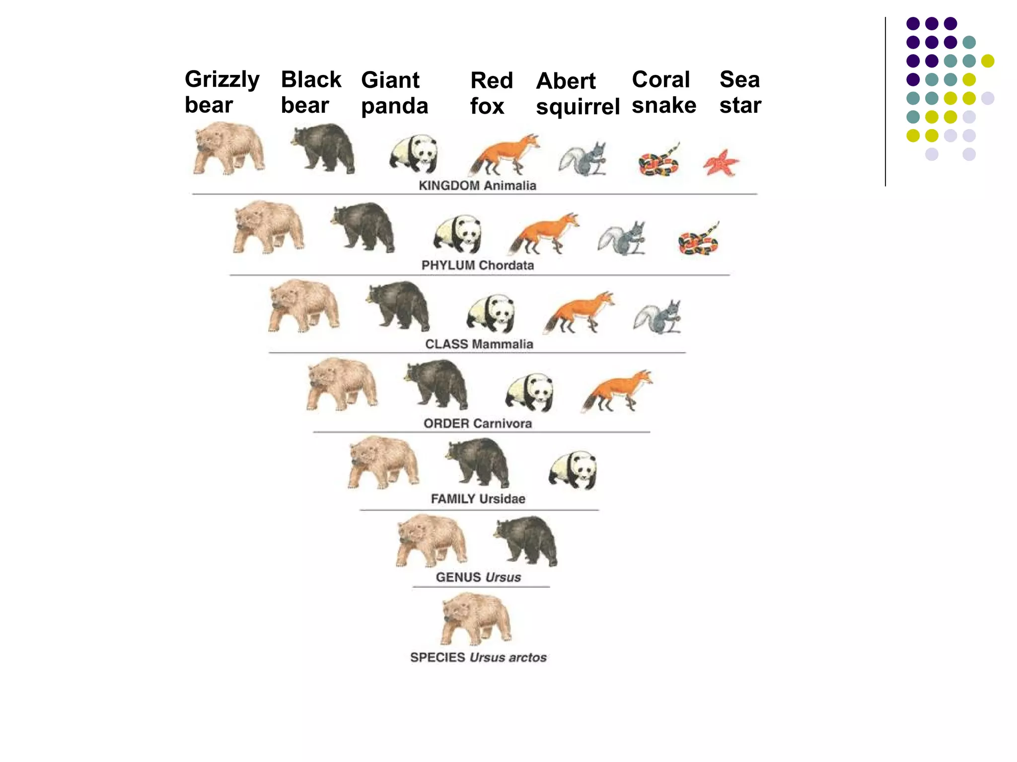 Red fox Grizzly bear Black bear Giant panda Sea star Coral snake Abert squirrel