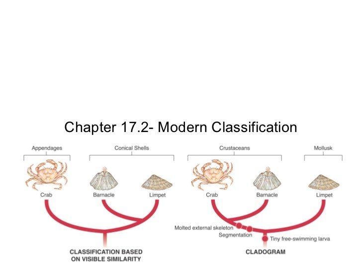 Chpt. 17.2 Modern Classification