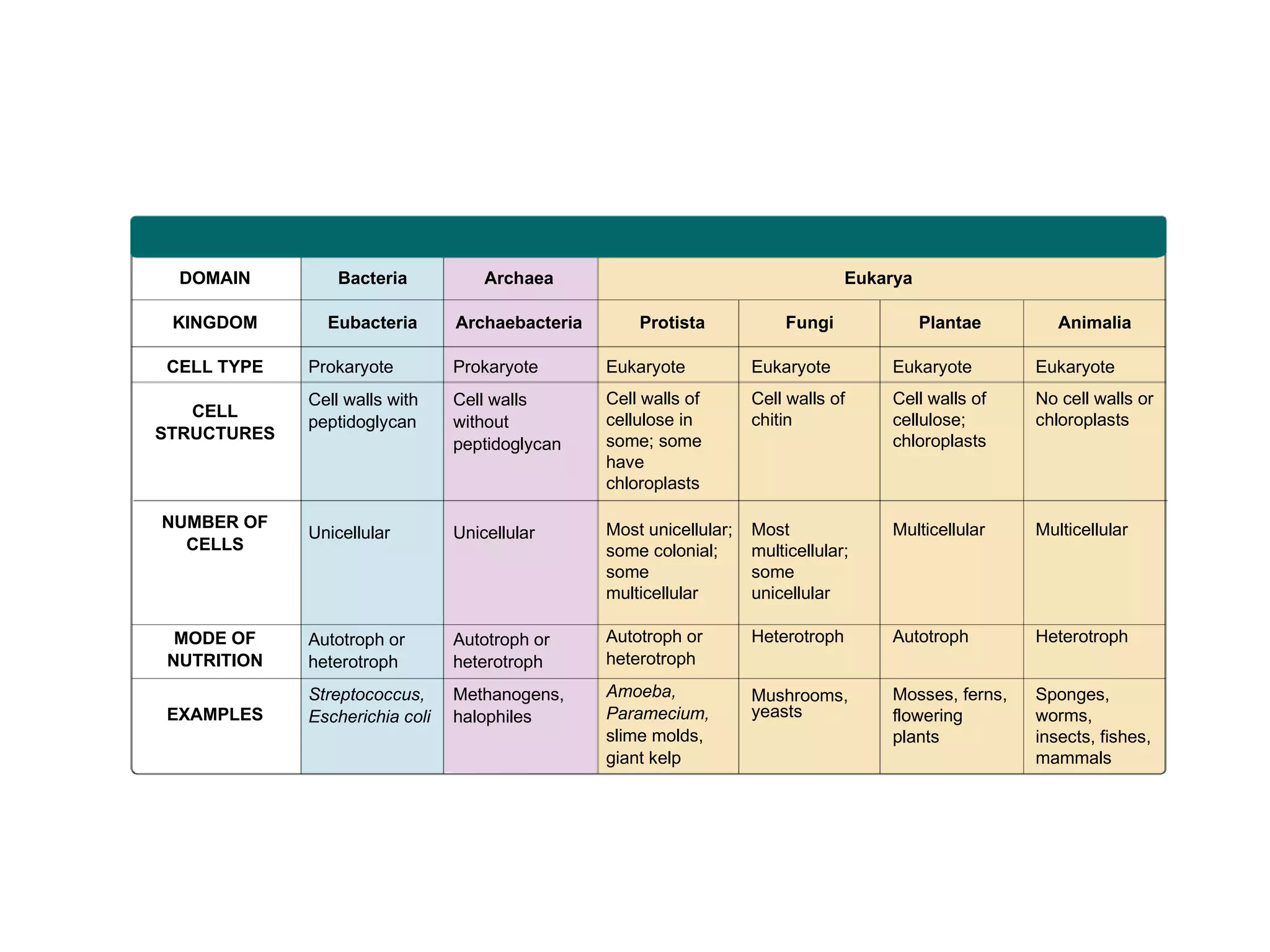 DOMAIN         Bacteria           Archaea                                        Eukarya

 KINGDOM       Eubacteria       Archaebacteria       Protista            Fungi               Plantae       Animalia

CELL TYPE    Prokaryote         Prokaryote       Eukaryote           Eukaryote         Eukaryote        Eukaryote
             Cell walls with    Cell walls       Cell walls of       Cell walls of     Cell walls of    No cell walls or
   CELL                                          cellulose in        chitin            cellulose;       chloroplasts
             peptidoglycan      without
STRUCTURES                                       some; some                            chloroplasts
                                peptidoglycan
                                                 have
                                                 chloroplasts

NUMBER OF                                        Most unicellular;   Most              Multicellular    Multicellular
             Unicellular        Unicellular
  CELLS                                          some colonial;      multicellular;
                                                 some                some
                                                 multicellular       unicellular

 MODE OF     Autotroph or       Autotroph or     Autotroph or        Heterotroph       Autotroph        Heterotroph
NUTRITION    heterotroph        heterotroph      heterotroph

             Streptococcus,     Methanogens,     Amoeba,             Mushrooms,        Mosses, ferns,   Sponges,
EXAMPLES     Escherichia coli   halophiles       Paramecium,         yeasts            flowering        worms,
                                                 slime molds,                          plants           insects, fishes,
                                                 giant kelp                                             mammals
 