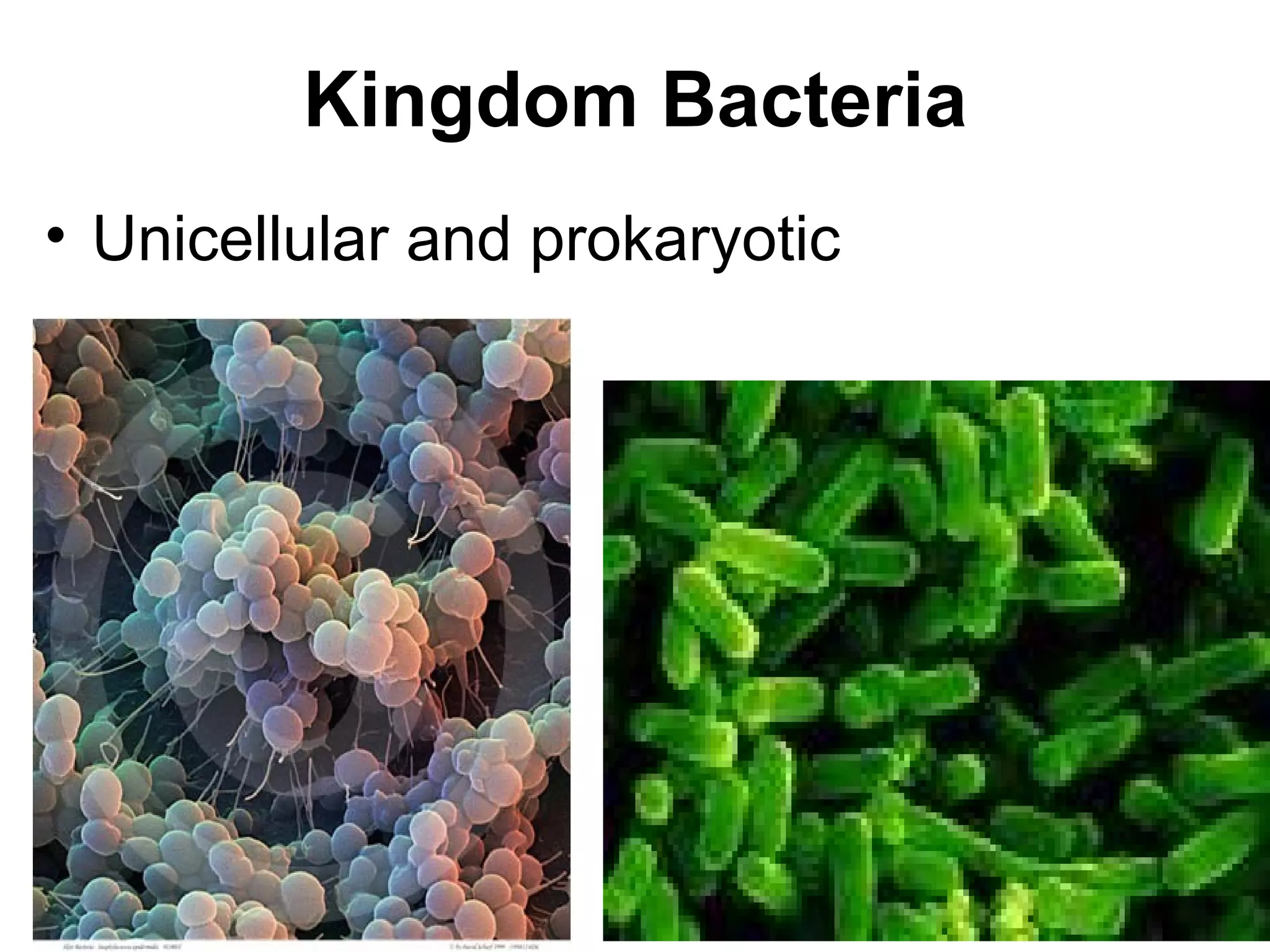 Kingdom Bacteria
• Unicellular and prokaryotic
 