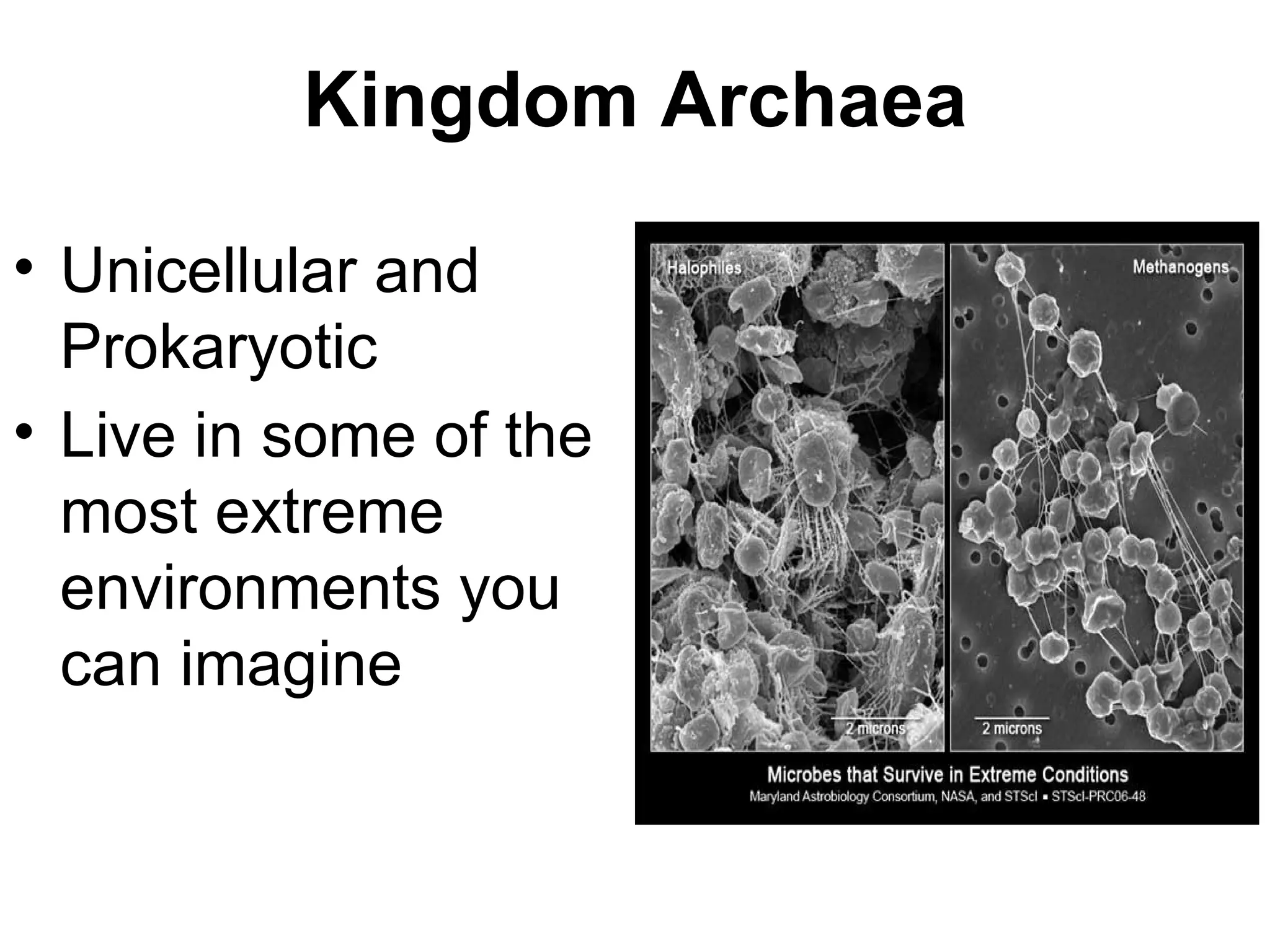 Kingdom Archaea

• Unicellular and
  Prokaryotic
• Live in some of the
  most extreme
  environments you
  can imagine
 