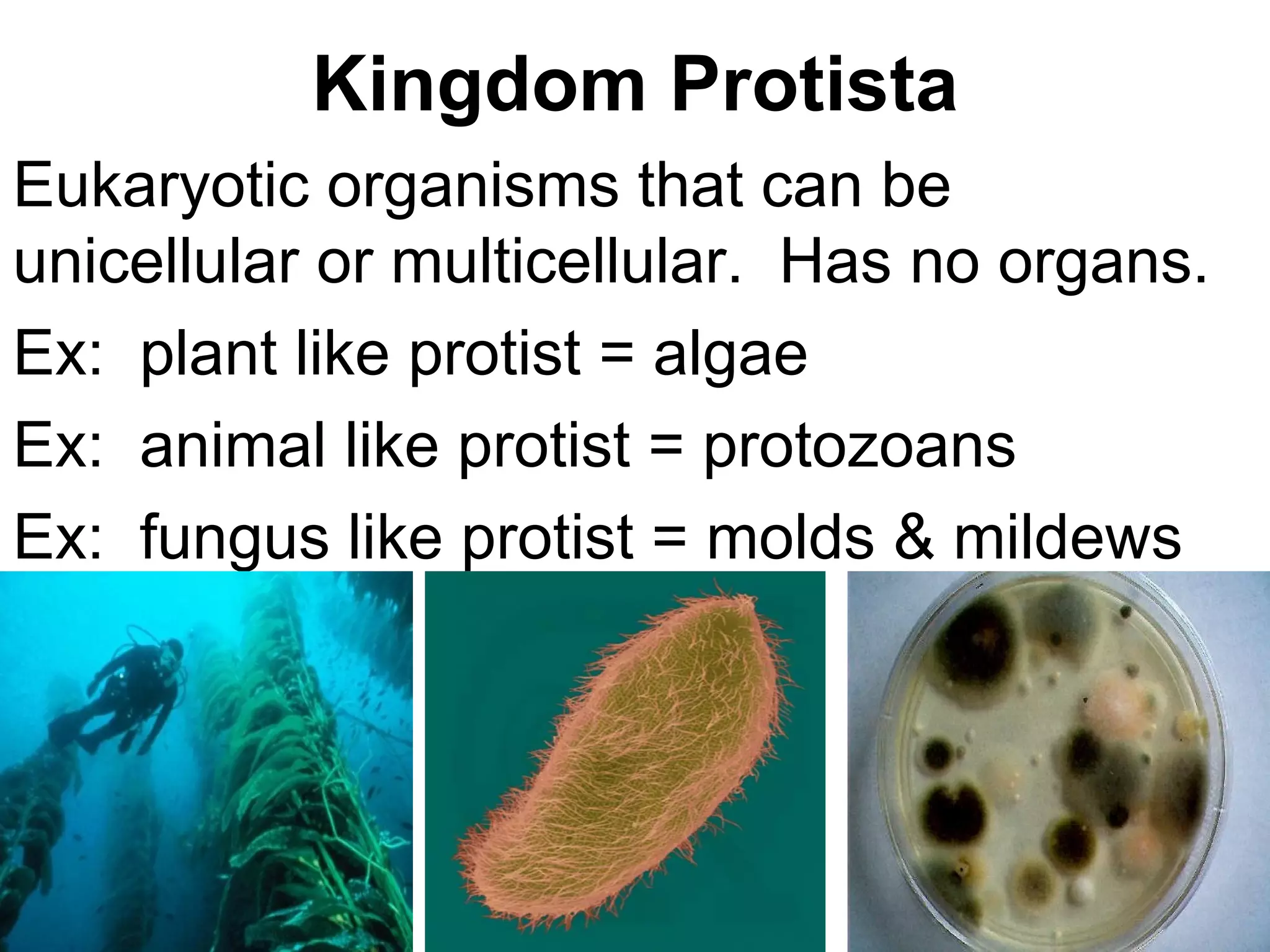 Kingdom Protista
Eukaryotic organisms that can be
unicellular or multicellular. Has no organs.
Ex: plant like protist = algae
Ex: animal like protist = protozoans
Ex: fungus like protist = molds & mildews
 
