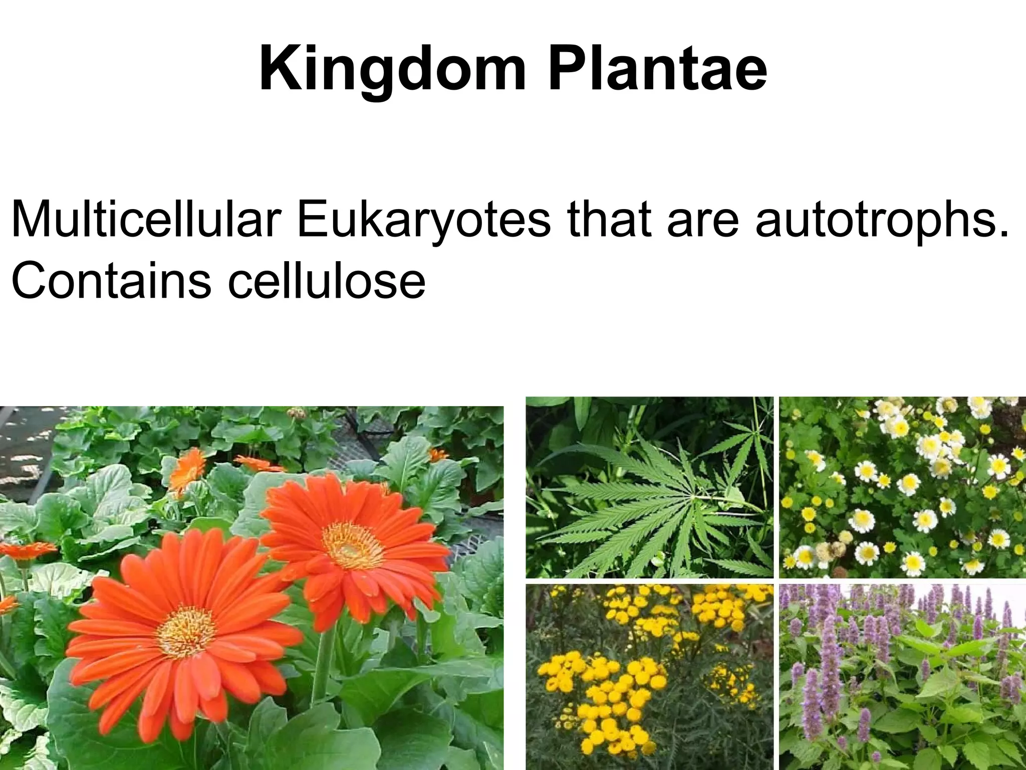 Kingdom Plantae

Multicellular Eukaryotes that are autotrophs.
Contains cellulose
 