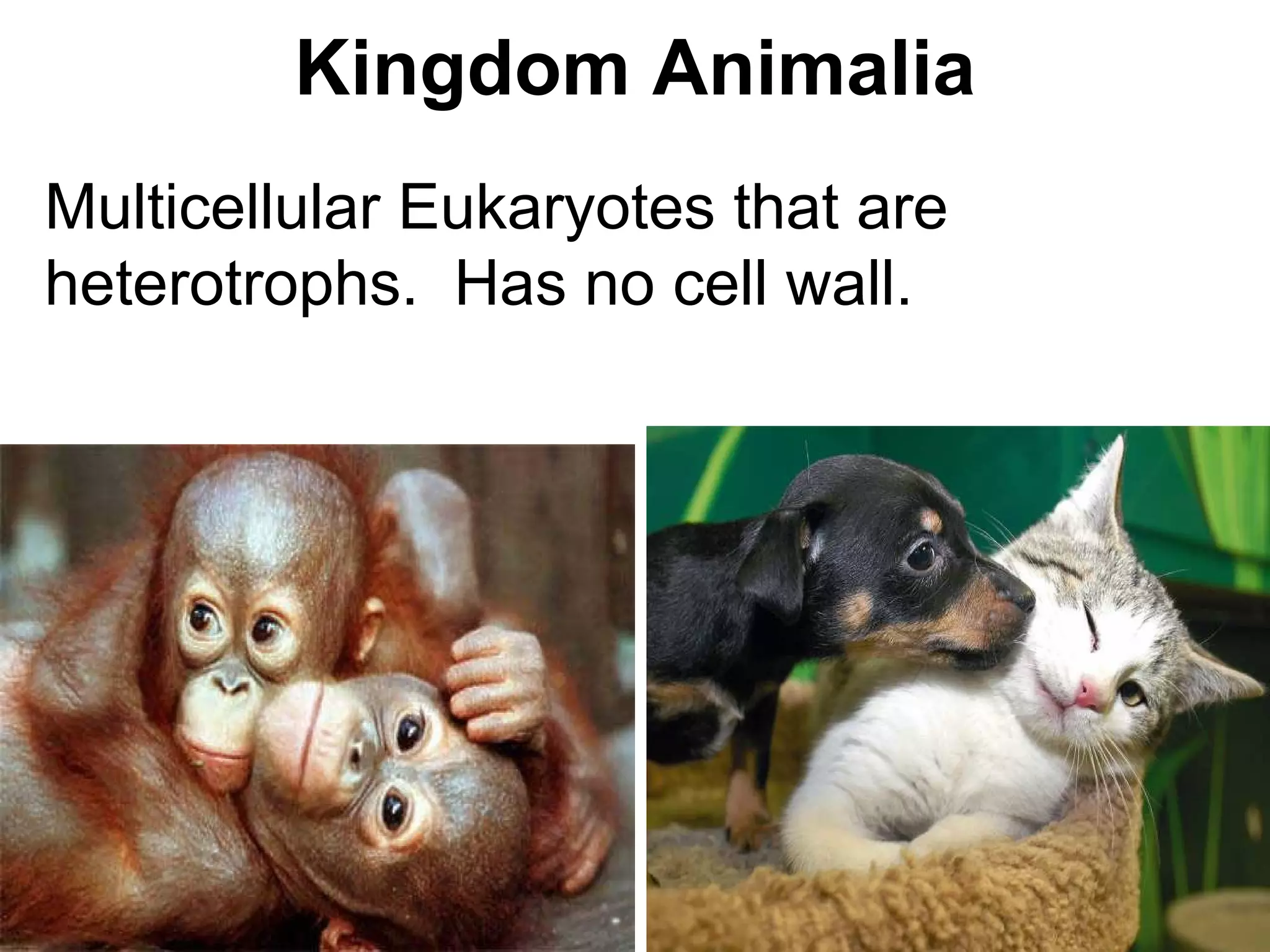 Kingdom Animalia
Multicellular Eukaryotes that are
heterotrophs. Has no cell wall.
 