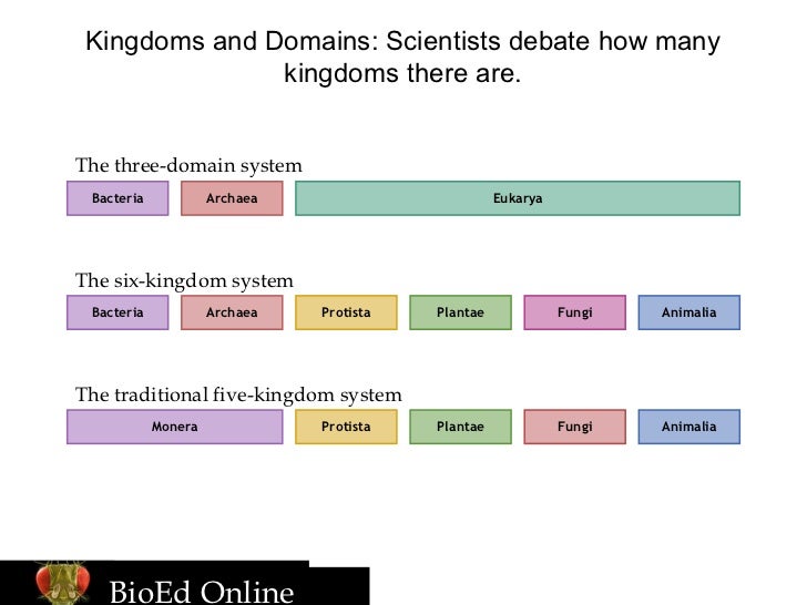 Chpt. 17.3- Domains and Kingdoms