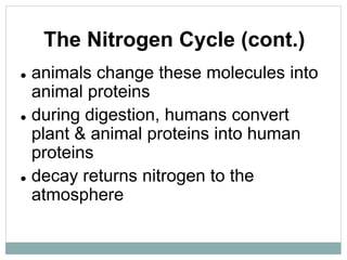 The Nitrogen Cycle (cont.)
 animals change these molecules into
animal proteins
 during digestion, humans convert
plant & animal proteins into human
proteins
 decay returns nitrogen to the
atmosphere
 