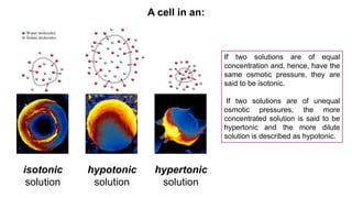 A cell in an:
isotonic
solution
hypotonic
solution
hypertonic
solution
If two solutions are of equal
concentration and, hence, have the
same osmotic pressure, they are
said to be isotonic.
If two solutions are of unequal
osmotic pressures, the more
concentrated solution is said to be
hypertonic and the more dilute
solution is described as hypotonic.
 