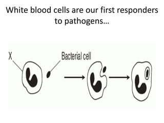 White blood cells are our first responders
            to pathogens…
 