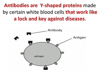made
by certain white blood cells
                               .




              pathogen
 
