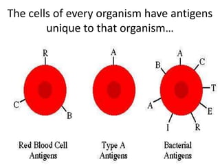 The cells of every organism have antigens
        unique to that organism…
 