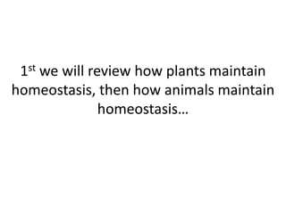 1st we will review how plants maintain
homeostasis, then how animals maintain
               homeostasis…
 