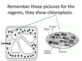 Remember these pictures for the
regents, they show chloroplasts .
 