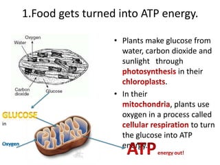 1.Food gets turned into ATP energy.

                       • Plants make glucose from
                         water, carbon dioxide and
                         sunlight through
                                           in their
                                      .
                       • In their
                                        , plants use
                         oxygen in a process called
in                                             to turn
                         the glucose into ATP
                         energy.
 