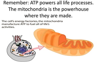 Remember: ATP powers all life processes.
  The mitochondria is the powerhouse
         where they are made.
 
