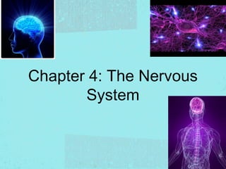Chapter 4: The Nervous
       System
 