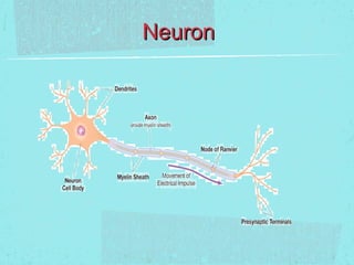 Neuron
 
