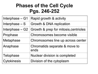 Phases of the Cell Cycle Pgs. 246-252 Interphase – G1 Rapid growth & activity Interphase – S Growth & DNA replication Interphase – G2 Growth & prep for mitosis,centrioles Prophase Chromosomes become visible Metaphase Chromosomes line up across center Anaphase Chromatids separate & move to ends Telophase Nuclear division is completed Cytokinesis Division of the cytoplasm 