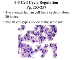 9-3 Cell Cycle Regulation Pg. 253-257 ,[object Object],[object Object]