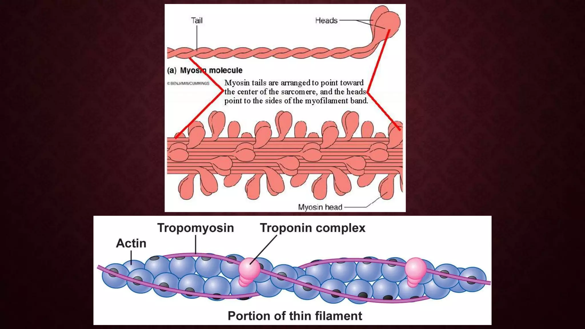 Mechanism of Impulse Transmission Across Synapse And Along Axon ...