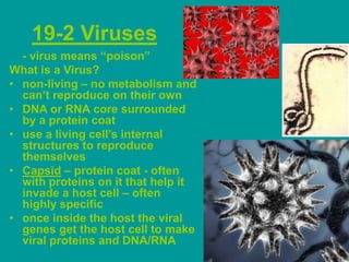 19-2 Viruses
- virus means “poison”
What is a Virus?
• non-living – no metabolism and
can’t reproduce on their own
• DNA or RNA core surrounded
by a protein coat
• use a living cell’s internal
structures to reproduce
themselves
• Capsid – protein coat - often
with proteins on it that help it
invade a host cell – often
highly specific
• once inside the host the viral
genes get the host cell to make
viral proteins and DNA/RNA

 