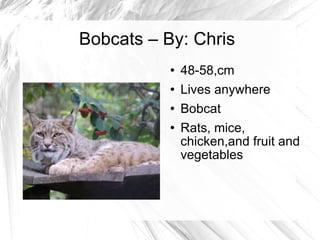 Bobcats – By: Chris ,[object Object],[object Object],[object Object],[object Object]