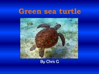 Green sea turtle By Chris G  