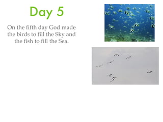 Day 5 On the fifth day God made the birds to fill the Sky and the fish to fill the Sea.