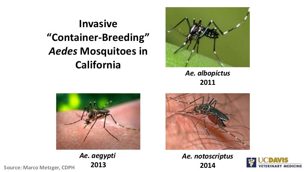 Vector biology and control