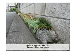 幅が１０センチしかない場所でも。
Even on a 10cm wide curb....
 