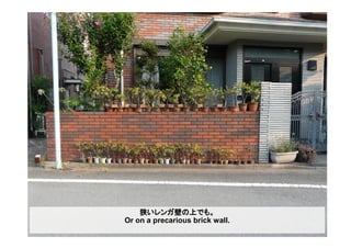 狭いレンガ壁の上でも。
Or on a precarious brick wall.
 