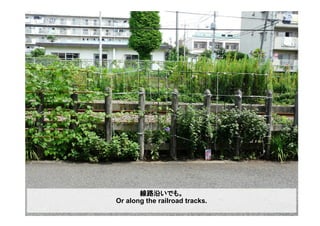 線路沿いでも。
Or along the railroad tracks.
 