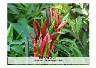 唐辛子が育っていた。
Is home to fresh red peppers.
 