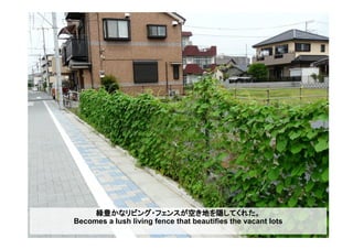 緑豊かなリビング・フェンスが空き地を隠してくれた。
Becomes a lush living fence that beautifies the vacant lots
 