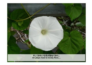 そしてきれいな花が訪ねてきた。
An plays host to lovely flora....
 