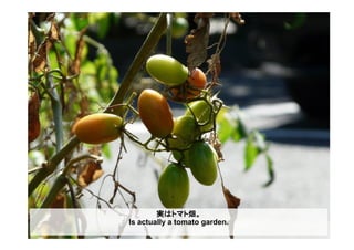 実はトマト畑。
Is actually a tomato garden.
 