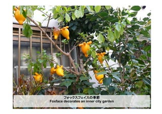 フォックスフェイスの季節
Foxface decorates an inner city garden
 