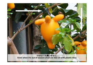 ではなくても構いません。
Even when it's out of season (fruit are tied on with plastic ties)
 
