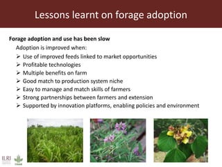Achieving a “forage revolution” through improved varieties and seed systems