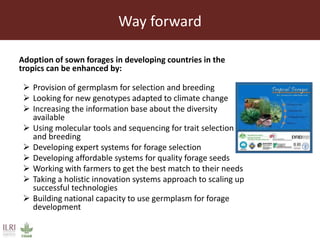 Achieving a “forage revolution” through improved varieties and seed systems