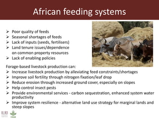 Achieving a “forage revolution” through improved varieties and seed systems