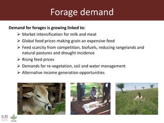 Achieving a “forage revolution” through improved varieties and seed systems
